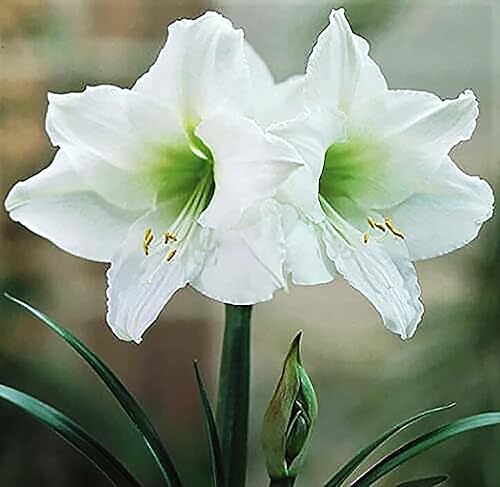 Denver Amaryllis Bulb – Amaryllis Blanca – Bombilla de raíz desnuda de 11.0-11.8 in – 1-2 tallos con hasta 8 flores – Ideal para plantar en