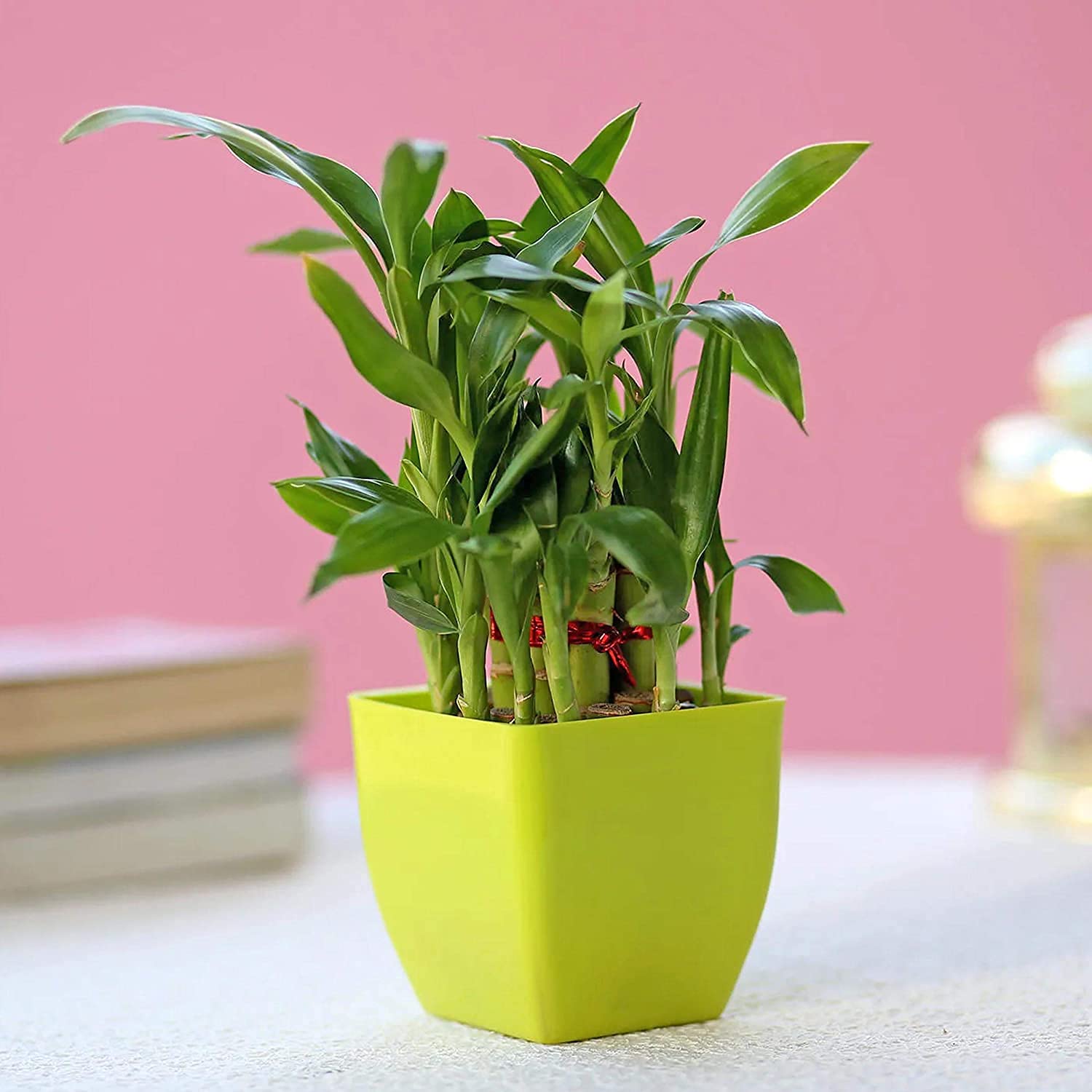 UGANIO PLANT 2 Layer Bamboo Plant with Pot For Indoor Table Décor (Assorted Color Pot) (Bamboo)