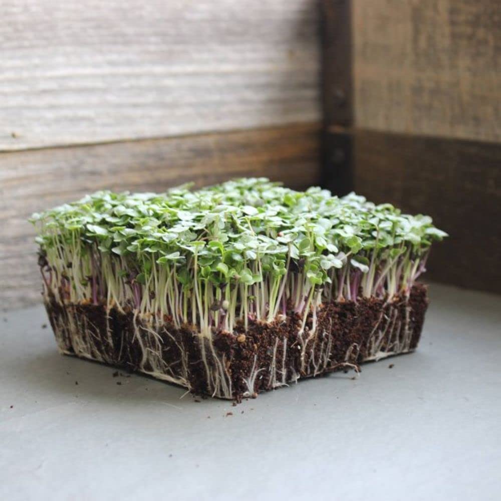 LIVE GREEN Rocket Microgreen Salad Leaf Organic Seeds (B0995HQW26) Amazon Price History, Amazon Price Tracker