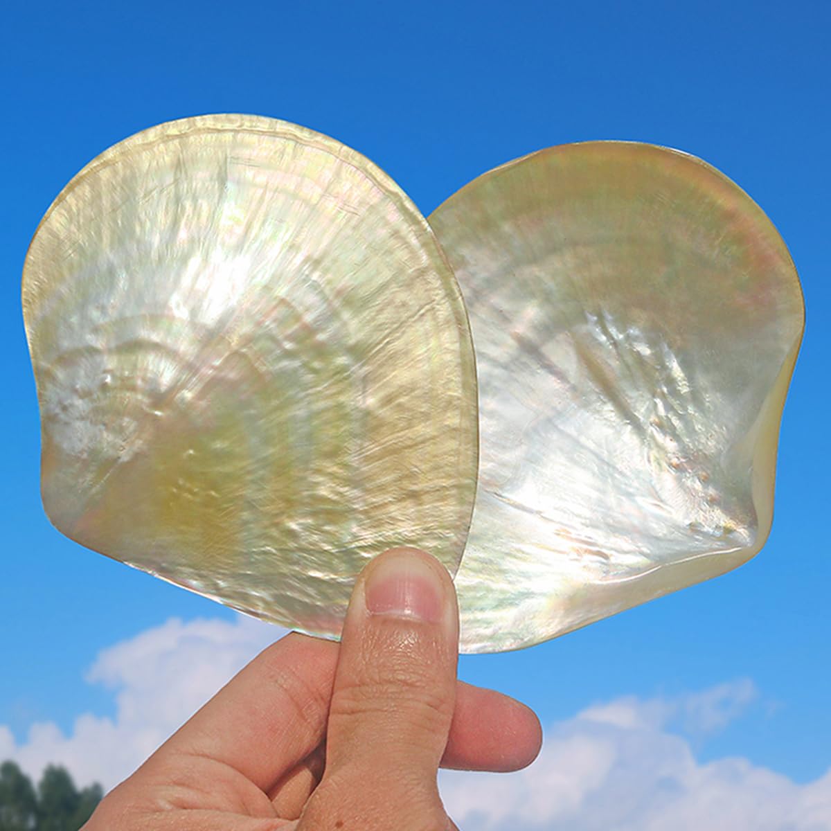 Coquillage, Coquille de mer Rare et réelle, 1 pièce, 9-10Cm, conque, décoration(10cm)