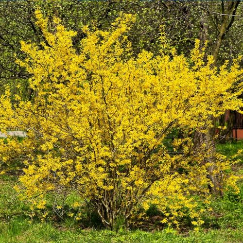 Brighter Blooms - Lynwood Gold Forsythia Shrub, 1 Gal. - No Shipping To AZ - Thumbnail 3