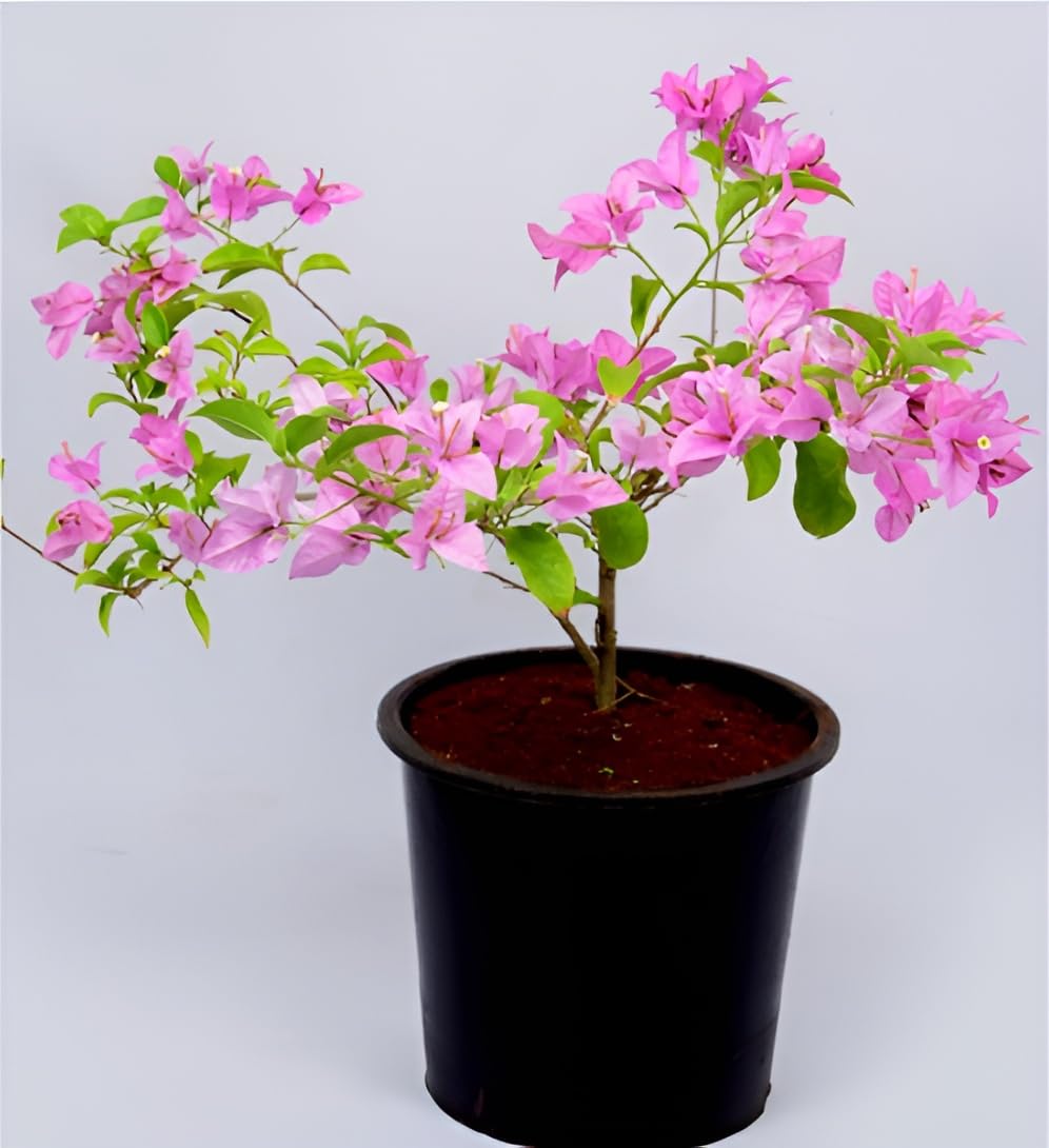 See full amazon price history chart for Green view "Rare light Pink Color Bougainvilla/kajoj ful" hybrid - 1 Healthy Live Super Early Flower Plant 1 Ft Height in Nursery Grow Bag for Home Garden… (Light Pink) Green view "Rare light Pink Color Bougainvilla/kajoj ful" hybrid - 1 Healthy Live Super Early Flower Plant 1 Ft Height in Nursery Grow Bag for Home Garden… (Light Pink) (B0CSBMLQFF) Amazon Price History, Amazon Price Tracker