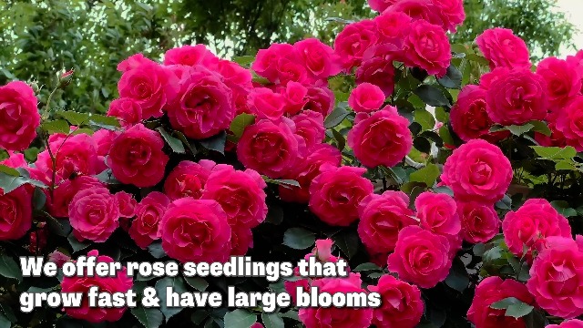 Fastest Growing Roses What Is The Fastest Growing Rose Bush