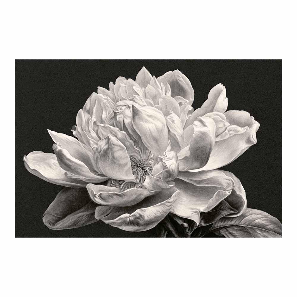 HOQIU Black And White Prints Sketch Whites Peony Flower prints for walls, canvas wall art, for Living Room Bedroom Bathroom Home Office Wall Decoration(Multicolor)-60x80cm Unframed
