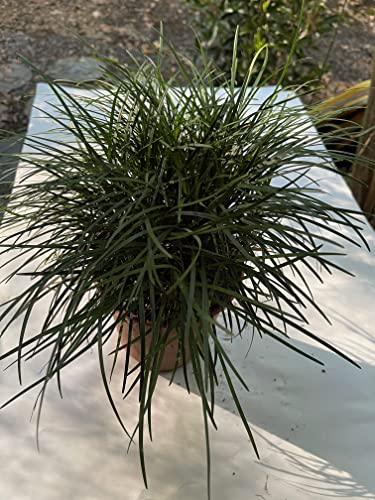 Mondo Grass (Ophiopogon japonicus) Not to California!