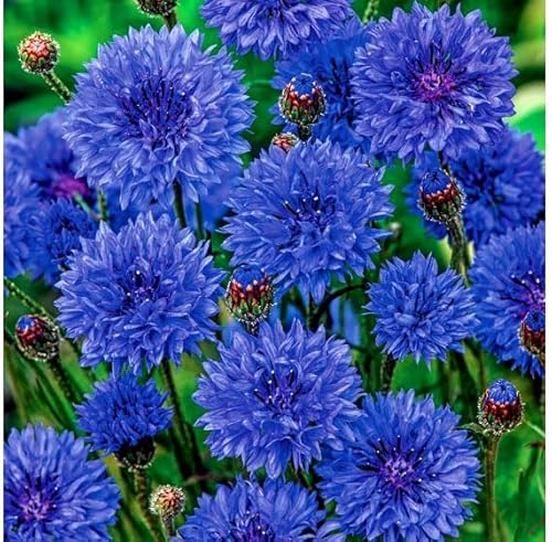Cornflower Blue Diadem - 1200 Seeds + Freebie + Plant tag (Centaurea cyanus)