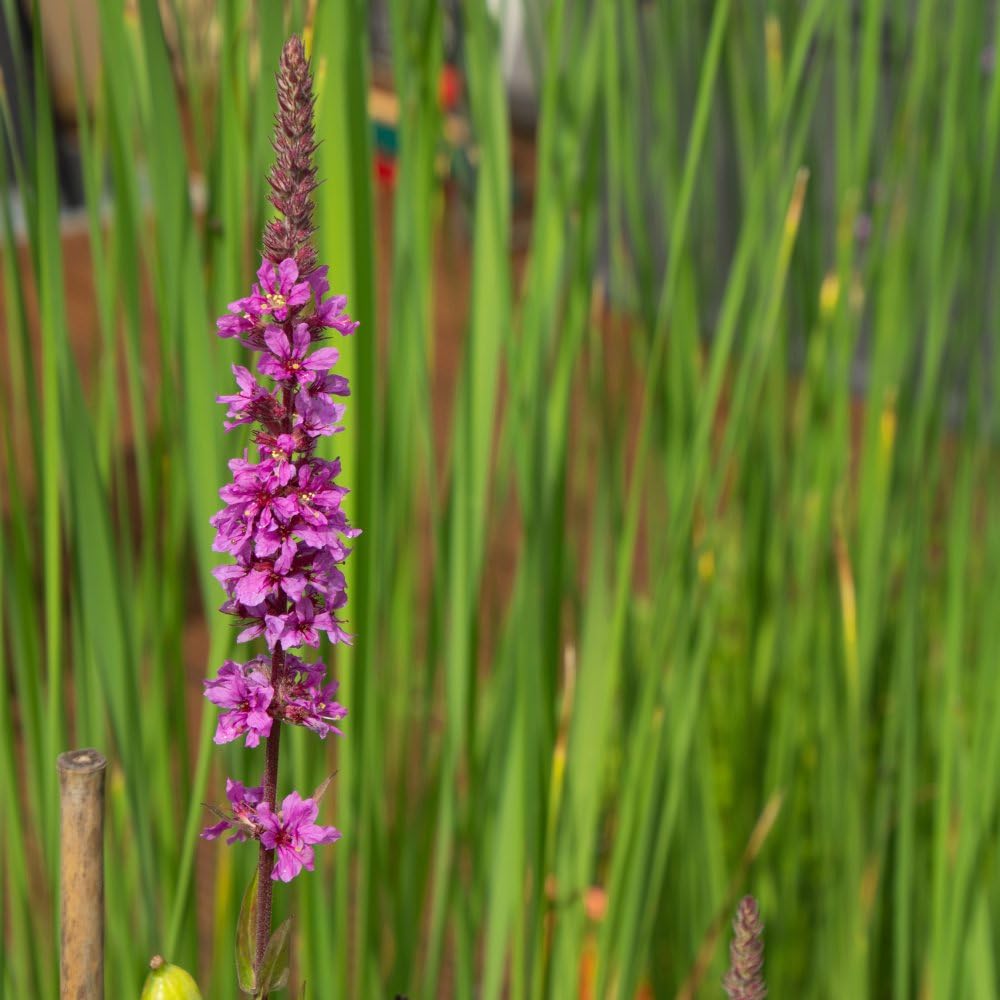 Lythrum salicaria Purple Loosestrife – Hardy Perennial with Cerise Pink Flower Spikes, Ideal for Damp Borders or Pond Margins, Pollinator Friendly – 1 Litre Pot x3 by Thompson and Morgan