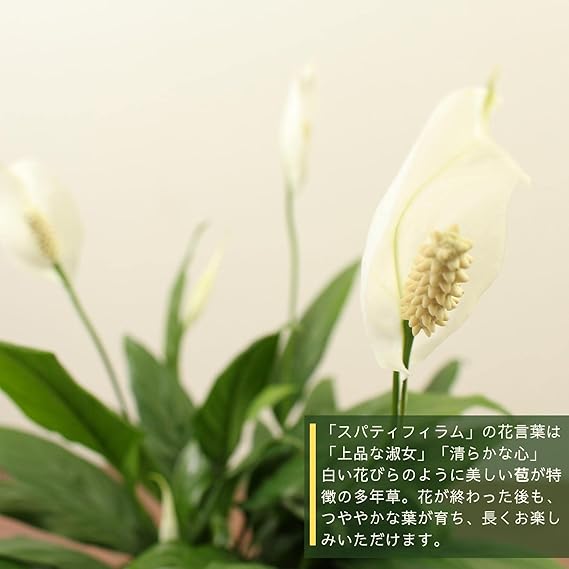 Amazon スパティフィラム 7号 受け皿付 観葉植物 本物 ミニメリー 笹団扇 インテリアグリーン シンボルツリー ギフト プレゼント Hanapochi ハナポチ 観葉植物 オンライン通販