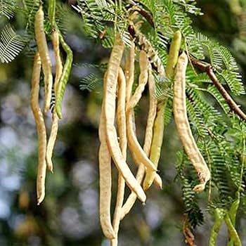 GUAPI種子 NSG Seed - Cartier Crops