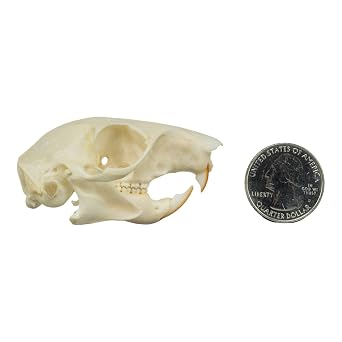 Skulls Unlimited Real Tree Squirrel Skull Model Animals Specimen for Science Education B Quality