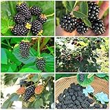 250 piezas semillas de plantas de moras árboles frutales columnares plantas de jardín resistentes, plantas en macetas resistentes al exterior, semillas organicas frutas exoticas arboles
