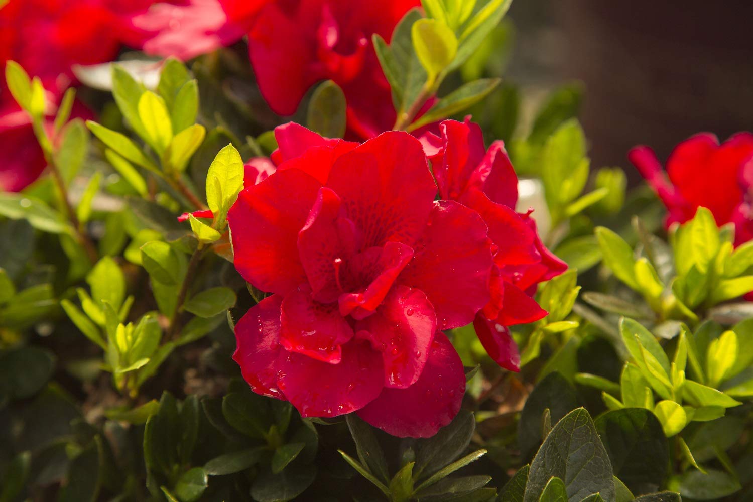 Buy Encore Azalea Autumn Bonfire (1 Gallon) Red Flowering Shrub Full