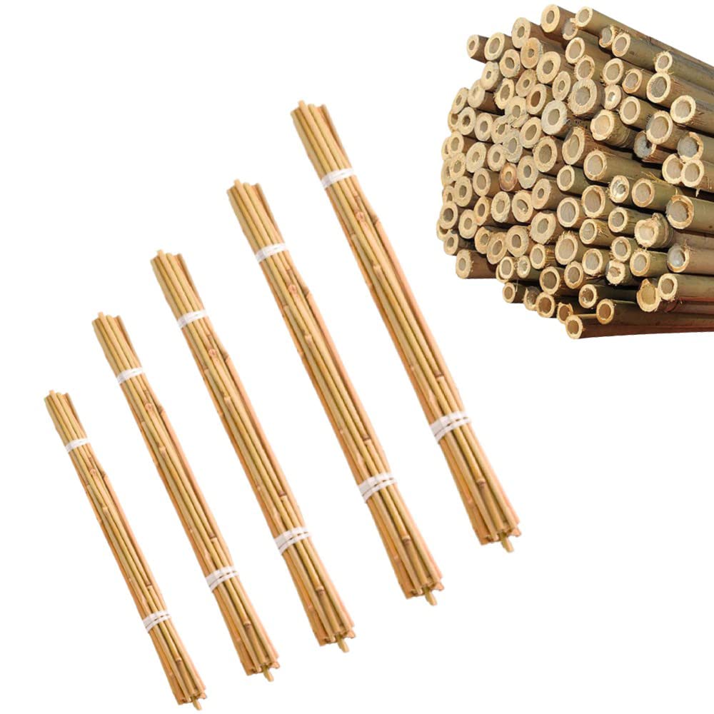 Gardens Strong Heavy Duty Professional Bamboo Plant Support Garden Canes Natural Bamboo Canes 2FT 3FT 4FT 5FT 6FT Plant Stakes Supports Climbing for Vegitables 6-10mm (50, 2FT)