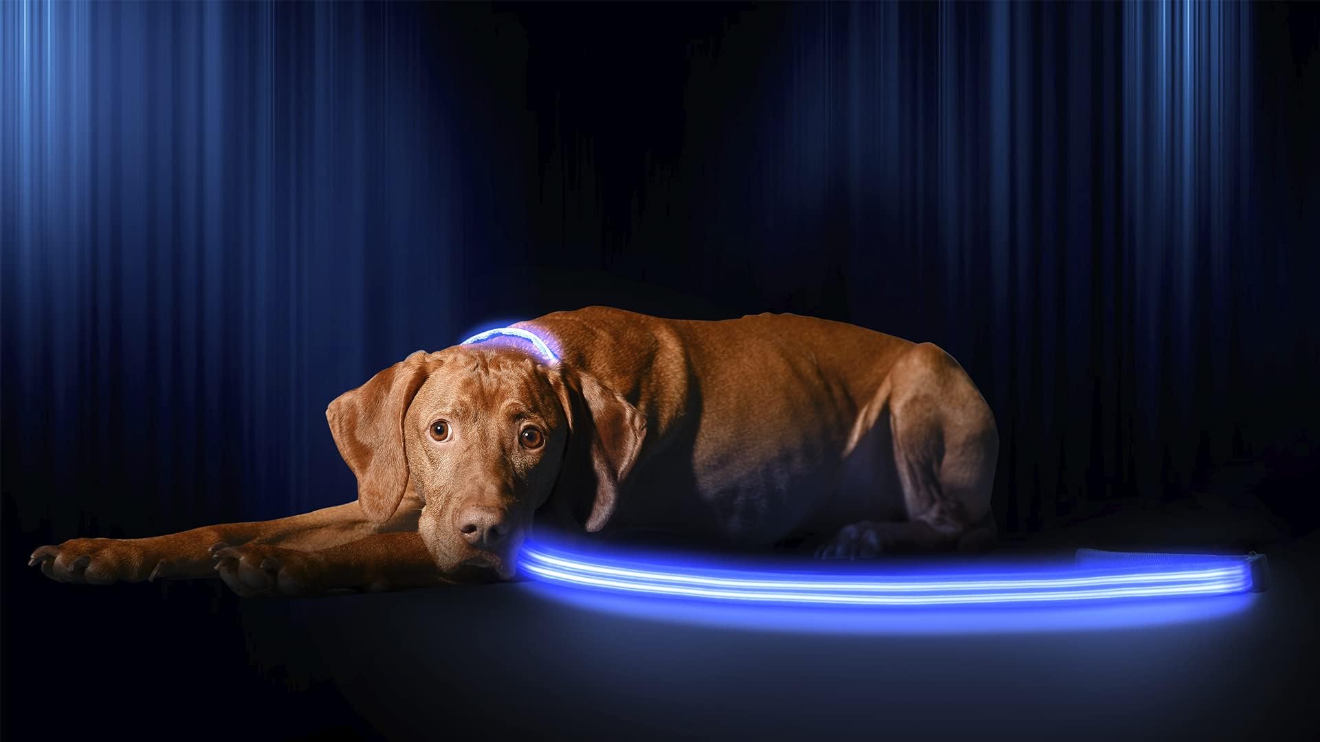 Illumiseen LED Dog Leash - USB Rechargeable - Your Dog Will Be More Visible & Safe - 6 Colors (Red, Blue, Green, Pink, Orange & Yellow) - Perfect to Use with Our Matching Collar (6 Feet, Blue)