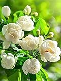 400+ Climbing Jasmine Flower Seeds for Planting – Easy to Grow, Non-GMO, High Germination Fragrant Flowers for Home Garden, Balcony, Trellis, Fence, Vertical Garden Decor