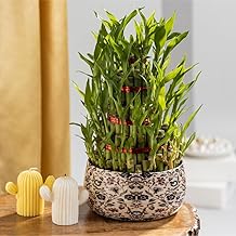 Floral Boutique 5 Layer Bamboo plants for home decoration with Floral Printed Metal Plant Pot | Indoor Plants for Home| house warming gifts | live plants with pots