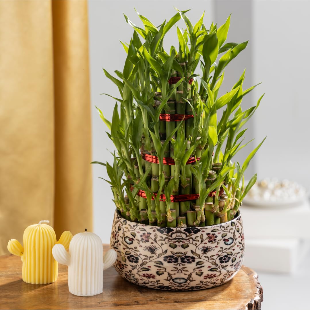 Floral Boutique 5 Layer Lucky Bamboo Plant with Metal Plant Pot in Floral Print, Indoor Plants for Living Room, Plant Stand for Balcony, Stylish Pots for Indoor Plants and Decor (B0D8C3K6JB) Amazon Price History, Amazon Price Tracker