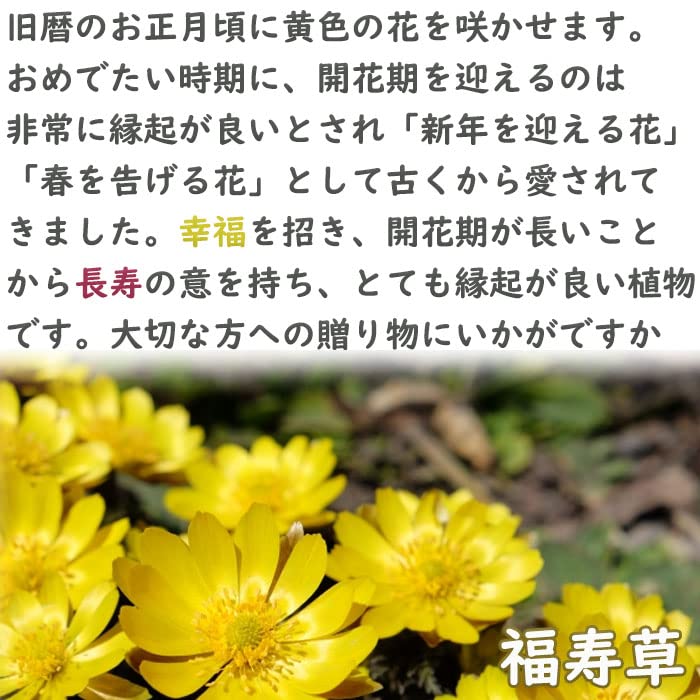 福寿草 彩鳳　3芽 Amazon.co.jp: 福寿草(フクジュソウ) 3号ポット福寿草3芽プラ鉢 : DIY