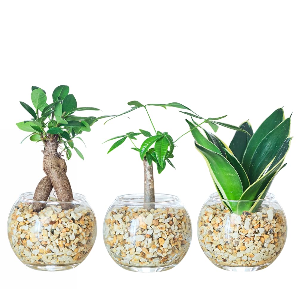 東京寿園 3点セット