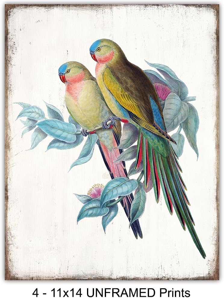 Tropical Bird Art 11x14 - Exotic Parrot, Lovebird, Toucan, Cockatoo Wall Decor - Vintage Audubon Birdwatcher Gifts - Parakeet Wall Art - Tropical Wall Decorations - Bird Wall Decor - Art Print