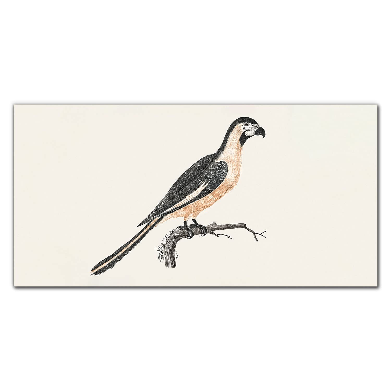 Crédence de cuisine dosseret verre trempé 120x60cm adhésive oiseau