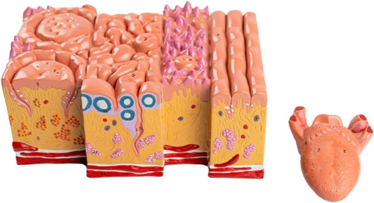 Human Tongue Anatomy Model, Tongue Coating Tongue Papilla Taste Buds Oral Gastroenterology Teaching Model, 2 Parts Tongue Tissue Enlargement Medicine Simulation, for Medical Teaching Demonstration.