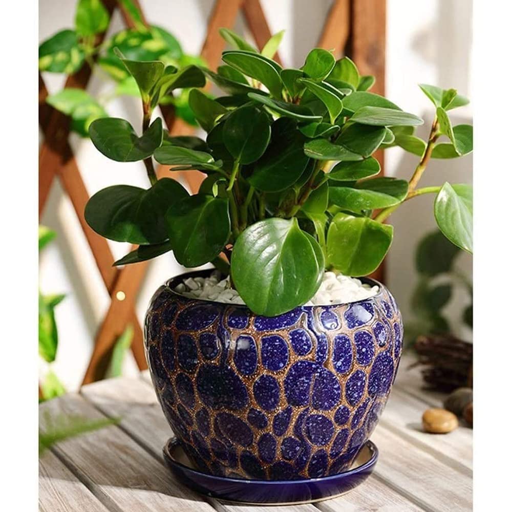 Niebieska Doniczka Sukulent Roślina Doniczkowa Ceramiczna Bardzo Duża Osobowość Salonu Zielona Doniczka Na Rośliny Z Otworem Drenażowym Doniczki Bonsai Ceramiczny Glazurowany Pojemnik Na Kwiaty