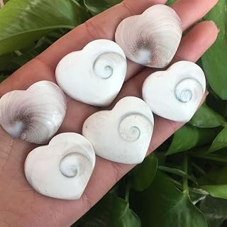 Specimen Mineral Natural Sun Shell Fossil Specimen Crystal Love Heart Reiki Shiva Eye Heart for Decoration Healing Stone Natural Stones (Size : 10pcs)
