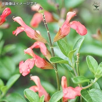 Amazon.co.jp: ITANSE チェリーセージ サーモン 3号 3個セット