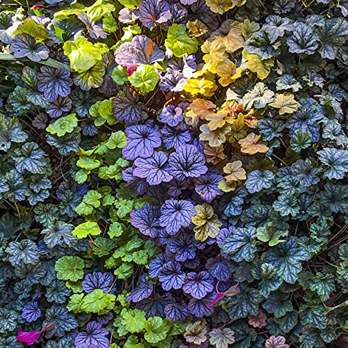 Heuchera Samen(Heuchera Micrantha) Korallenglocken-KräUterpflanzen Bodendecker, Wildblumen Exotische Pflanzen Wildblumensamen MehrjäHrig Winterhart Ingarden 100 Seeds(Mehrfarbig) – Bild 4