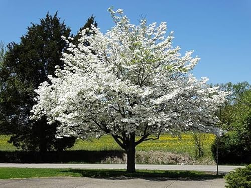 10 Crabapple Tree Seeds for Planting, Premium Crabapple Seeds, Fragrant White Blooms, Hardy Fruit Tree for Pollinators, Crabapple Fruits, Ornamental Garden & Landscape Planting