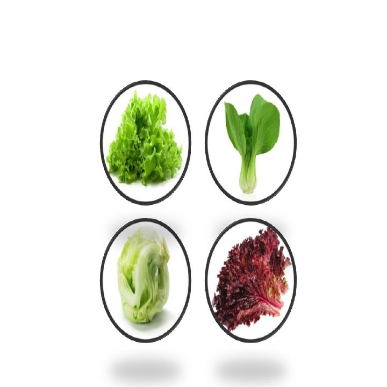 Indica Lettuce Grand Rapids, pak Choy, Chinese Cabbage, Lettuce lollo Rosso - 4pkts Sold by super agri green (50+ Seeds Each)