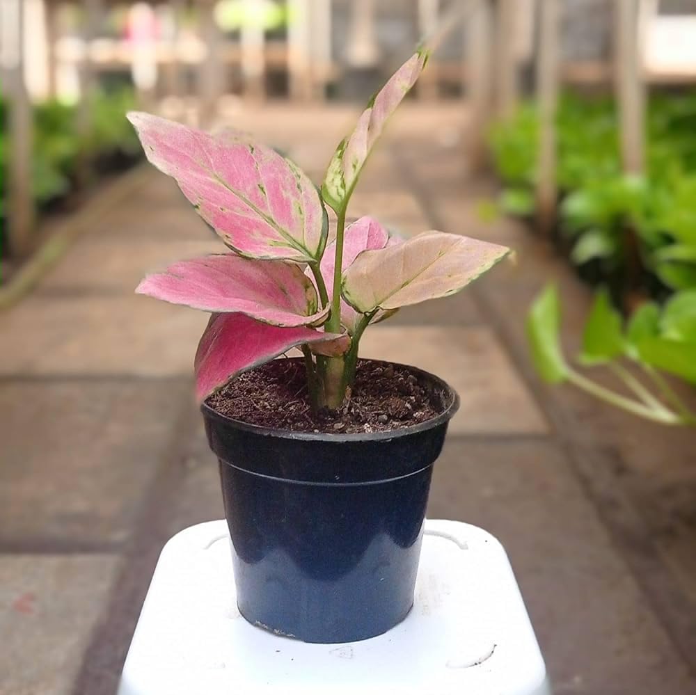 Aglaonema plant live indoor, pink-reddish plant leaf pack of 1 big plant-image-0