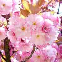 cherry blossom 様 61Qf-xmRR6L._AC_SY200_QL15_.jpg