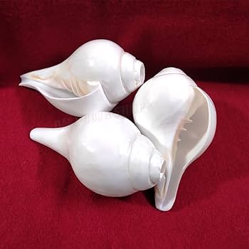 Buy Om Pooja Shop Right Hand Holding Bajane Wala Conch (Shankh) Online at Low Prices in India - Amazon.in