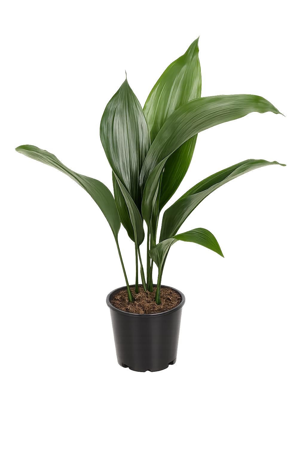 Aspidistra Elatior 50 cm - Schusterpalme/Metzgerpalme - Robuste Zimmerpflanze für pflegeleichte Raumbegrünung, Luftreinigung & Schattenverträglichkeit