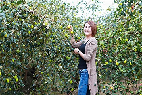 Gros jujubier Zizyphus graine miel dattes douces graines de palmier arbre fruitier bonsaï plante bricolage maison jardin fournitures facile à cultiver Paquet de 500 graines