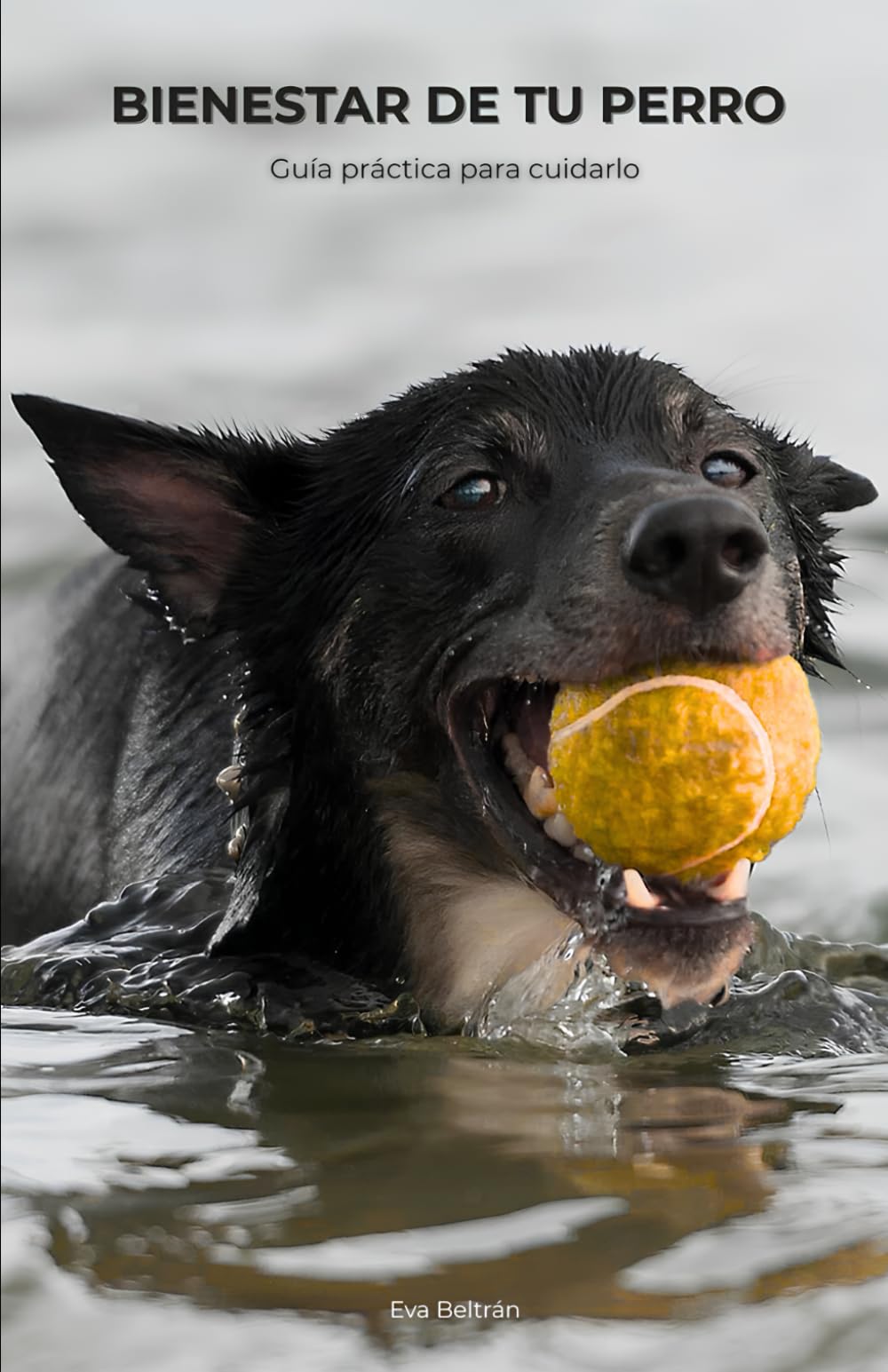 Bienestar de tu perro: Guía práctica para cuidarlo