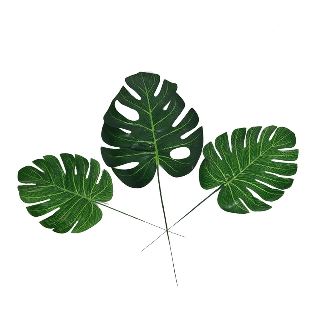 philodendron warscewiczii aurea Philodendron Warscewiczii Aurea
