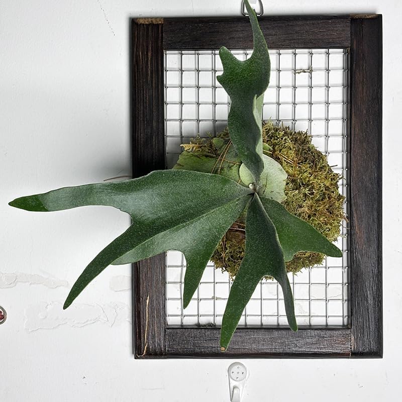 Miniatura 2 de Kit de montaje de helecho de cuerno de ciervo, maceta de madera para colgar en la pared para orquídeas y jardín vertical, tablero de soporte para