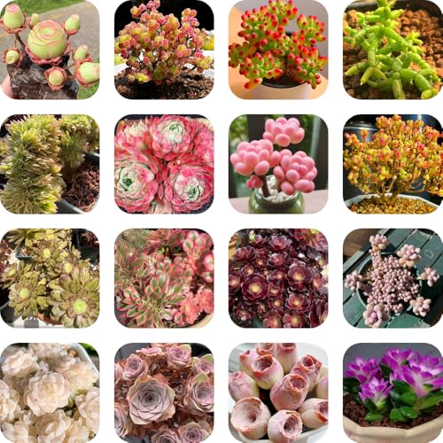 sukkulentensamen kaufen, succulent mehrjährig winterharte für garten steingarten 350pcs