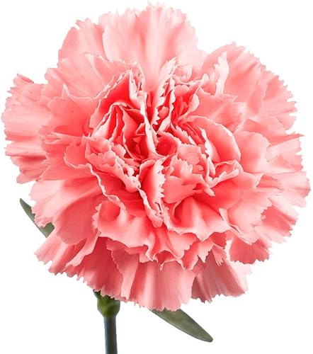 Miniatura 2 de Claveles rosados