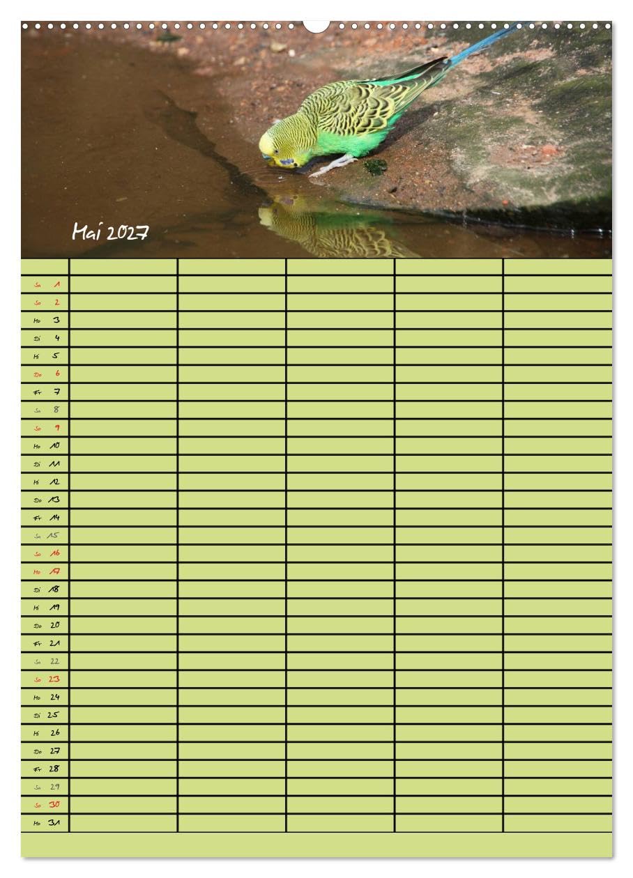 CALVENDO - Der Wellensittich-Familienplaner (Wandkalender 2027 DIN A2 hoch), Monatskalender: Putzige Piepmätze