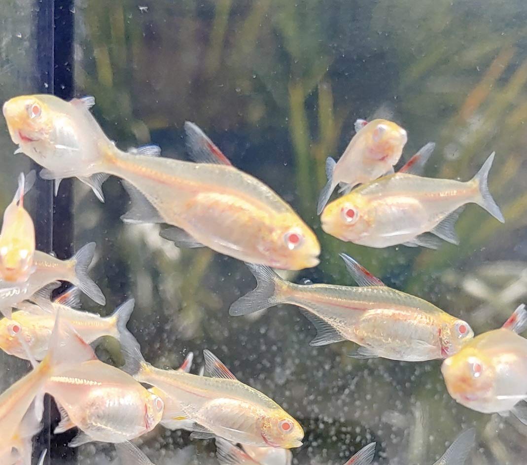 Quinn's Fins Albino Fire Neon Tetra- Albino Glolite- 6 Pack