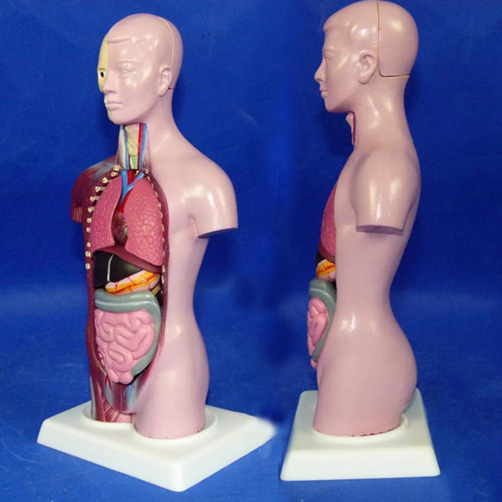 Buy Human Torso Body Model Anatomy Anatomical Medical Internal Organs