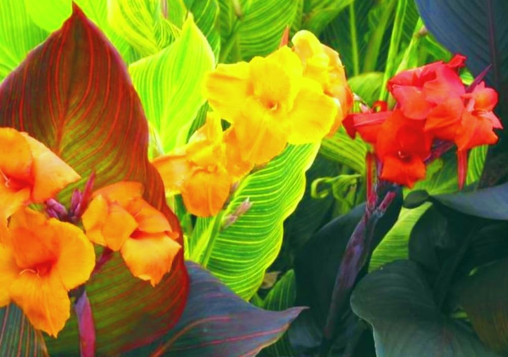 Canna Lily Bulbs for Planting Now UK/Strong Plants That Grow Fast/Golden Jade Carving Feels Wonderful -3 Bulbs-D
