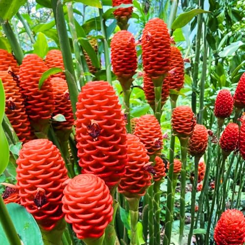 Shampoo Ginger Plant Live Awapuhi Ginger Rhizome 3-5 Inch Tall Well Rooted Tropical Live Plant for Outdoor Garden No Pot