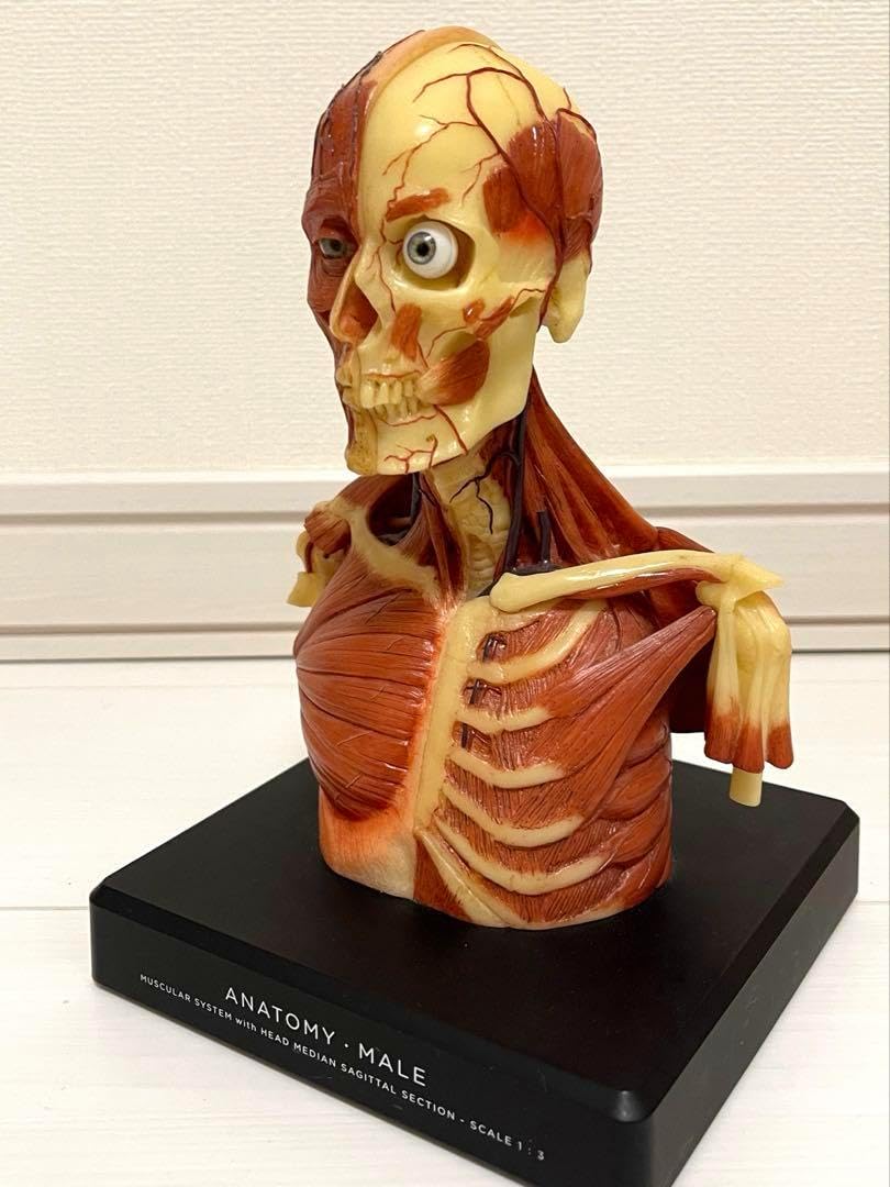 人体模型 男性 TORSO バスト スタチュー 　美品 人体模型 男性 TORSO バスト スタチュー 美 QYV Amazon.co.jp