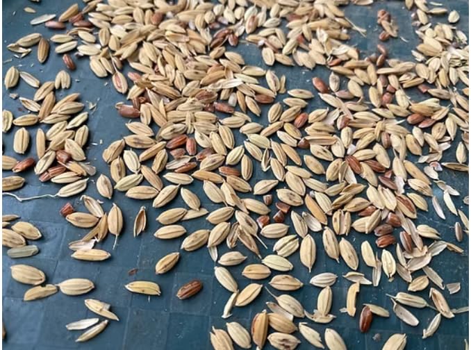 African rice,Oryza glaberrima paddy, 100% natural and organic, no additives, including phyto sanitary certificate (200g)