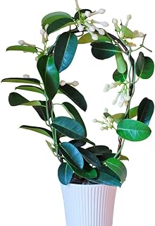 Evergreen Jasmine on a Hoop Stephanotis Floribunda Fragrant White Star Shaped Flowers Plant Twining Climbing Plant 1 x 11cm Pot by Thompson and Morgan (1 X 11cm Pot)